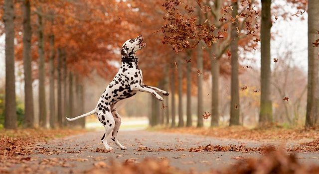 Hundegesundheit: So fördern Sie die Gesundheit von Gelenken, Bändern, Knochen und Sehnen Ihres Vierbeiners